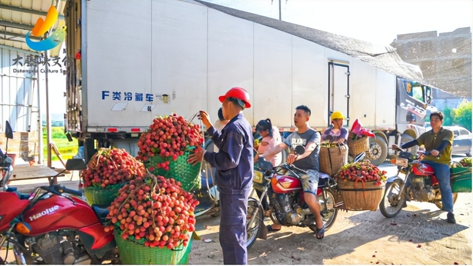 滴滴滴！2023年桂平荔枝最全采购指南！你的桂平荔枝已到达！