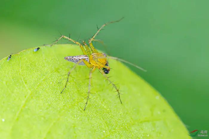 昆虫记家长共读感悟,读法布尔昆虫记有感