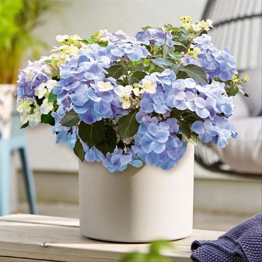 身边一抹蓝,最美蓝色绣球