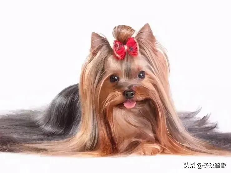 狗的种类常见宠物狗的品种及特点,宠物狗种类及特点