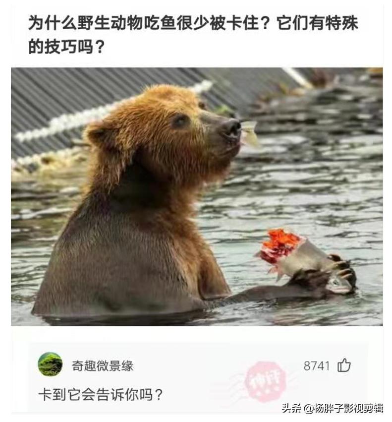 菠萝与凤梨是同一种水果吗,与凤梨菠萝相似的水果