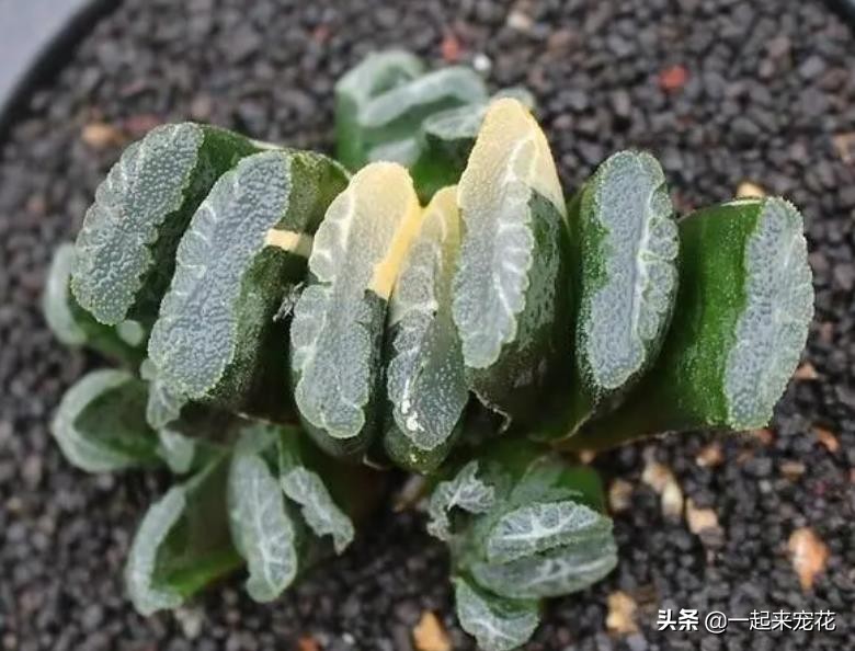 公认好养的4种多肉植物,多肉的潜力股有哪些