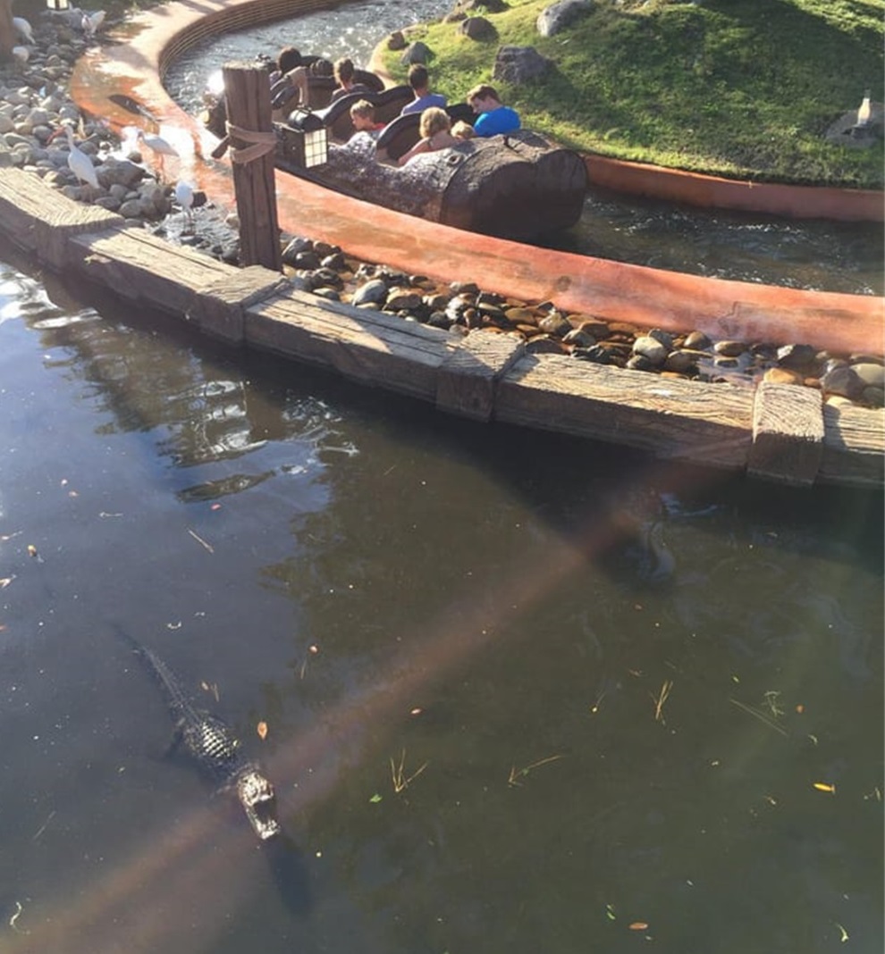 加蓬黑脸猩猩,加蓬长尾猴图片