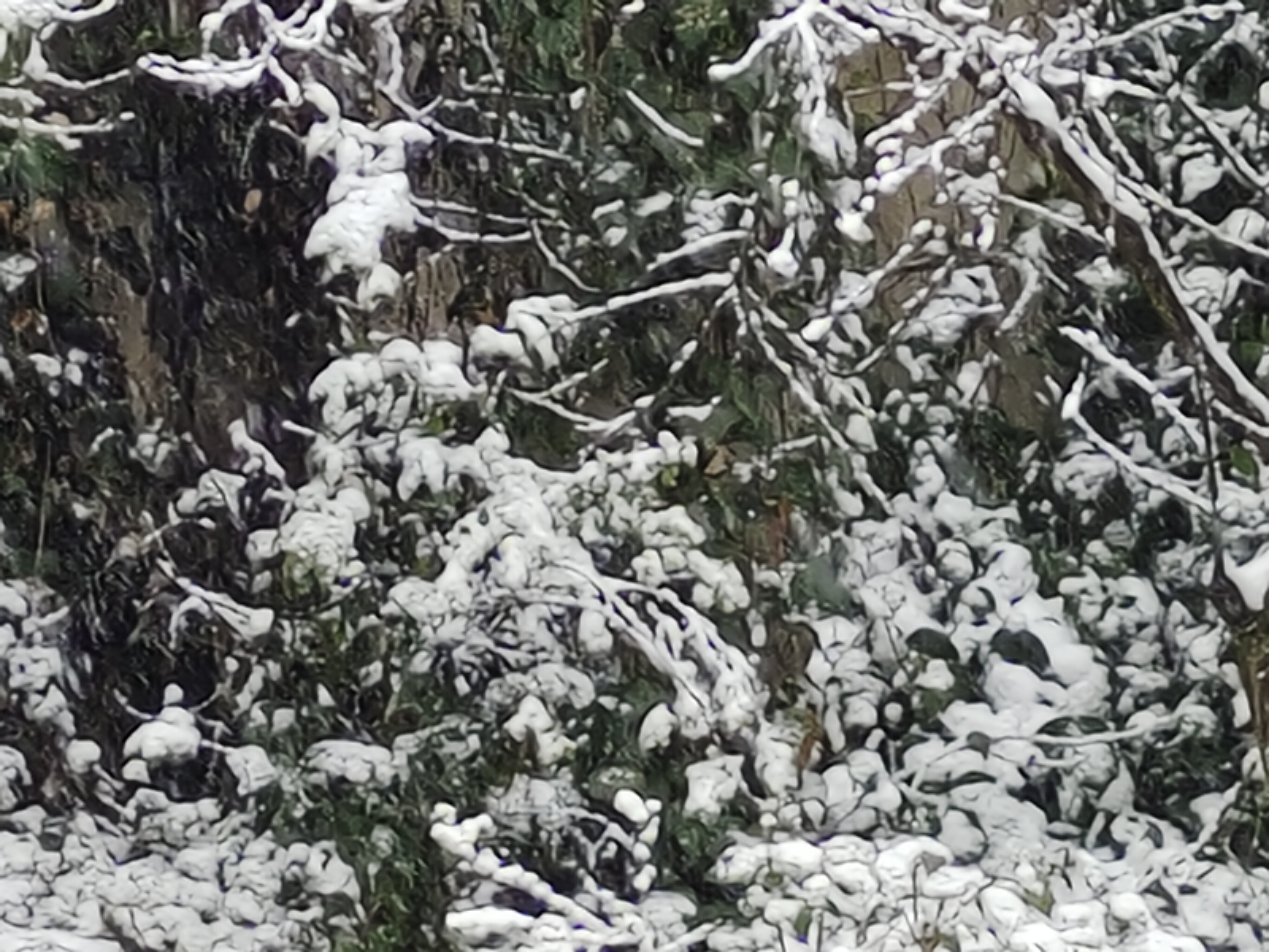 iqooneo5新手机换机,iqooneo5换新系统