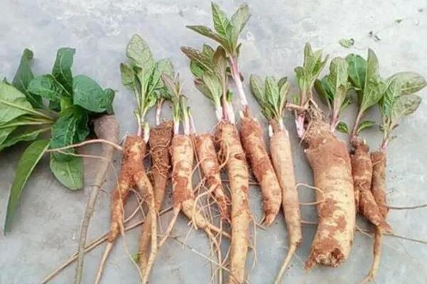 网购人参有什么坑,淘宝卖几十块的人参靠谱吗