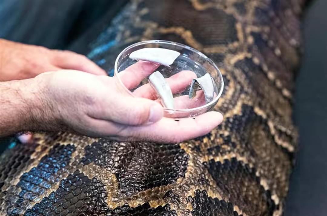 世界三大巨蟒之一缅甸蟒,4.5米长的缅甸蟒有多大