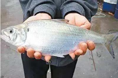 鱼类食材大全名称图片,鱼类菜谱大全100种