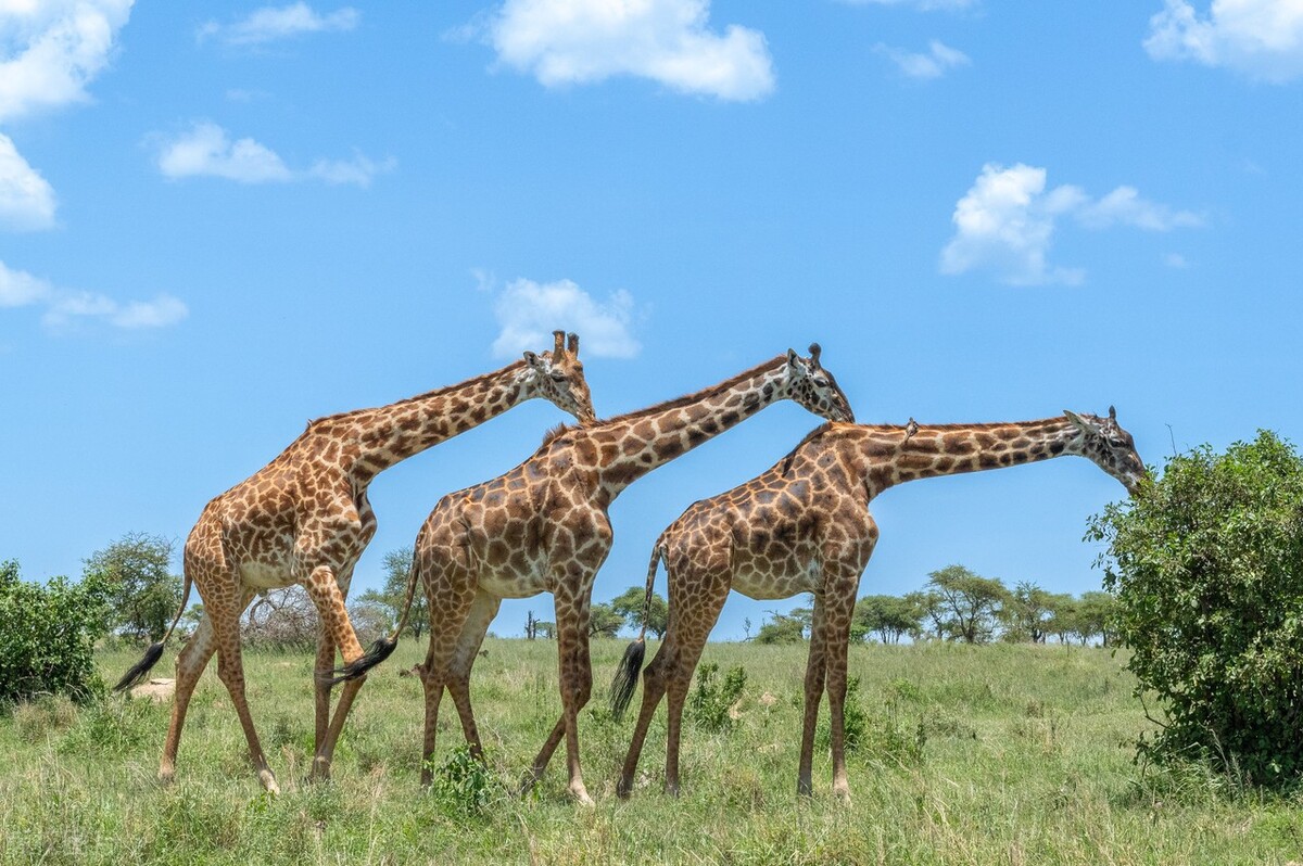 十个看似不真实但却真实存在的动物事实