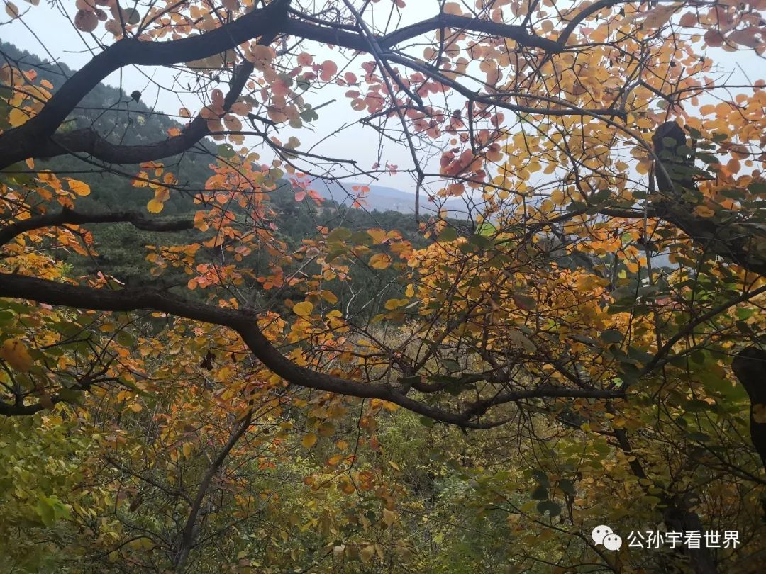 北京的香山上,北京的香山海拔多少米