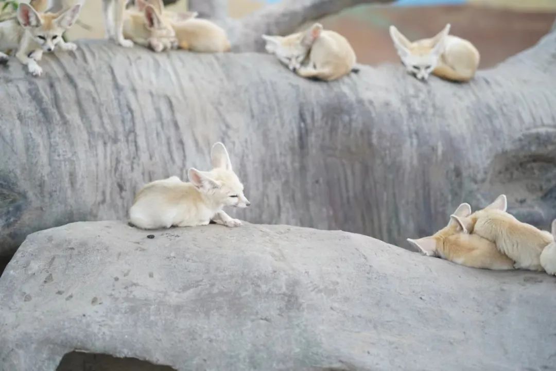 上海野生动物园建议周六周天去吗,上海野生动物园通玩一日游攻略