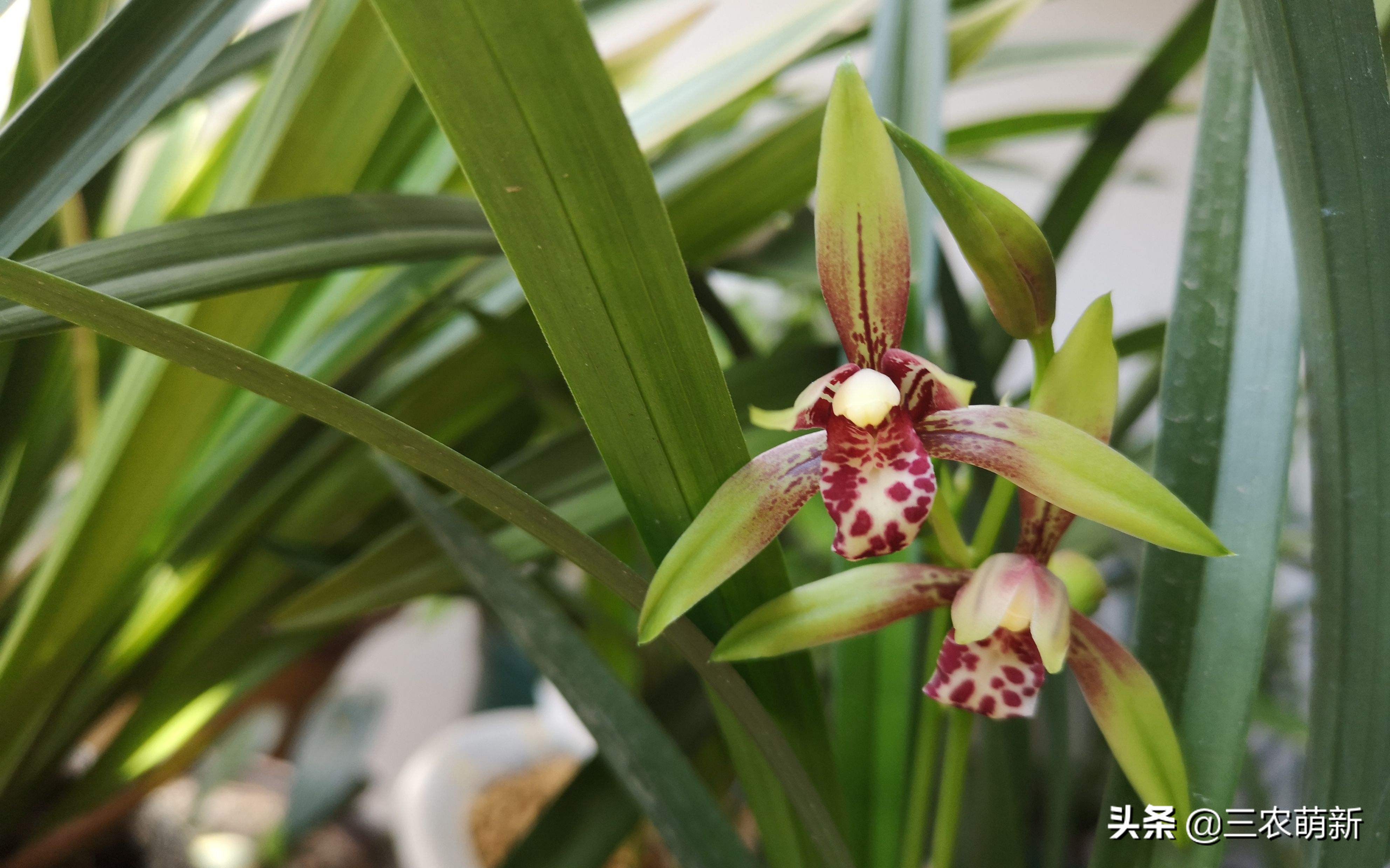 什么样的兰花好养并且花好看且香,兰花哪个品种好活好养又好看