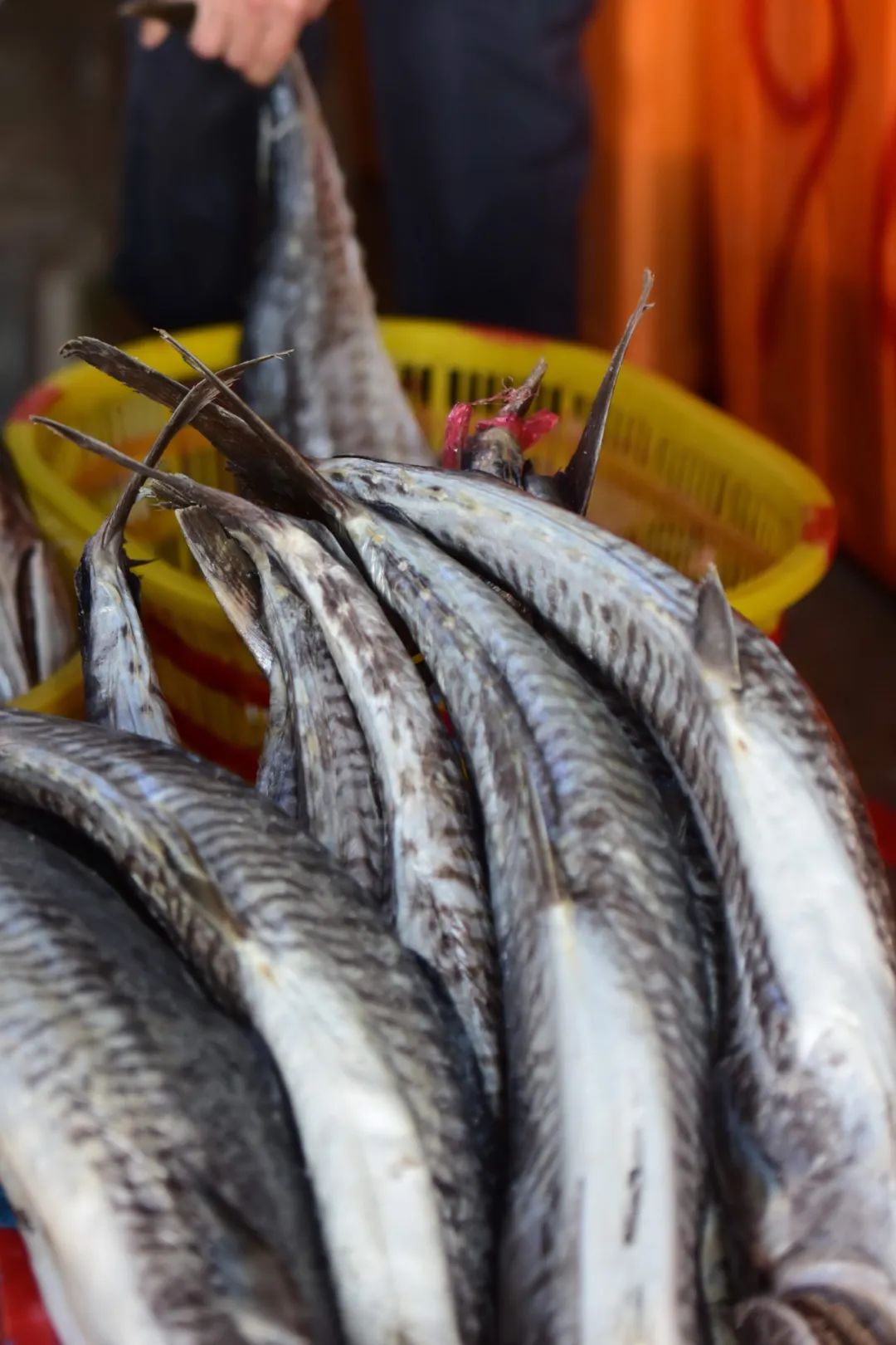 南方马鲛和北方马鲛哪个好吃,山东鲅鱼与南方马鲛鱼哪个好吃