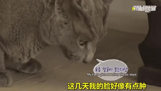 怎么给猫用中医把脉,中医给猫咪吃中药