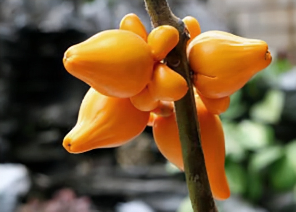 新手养柠檬树,懒人吸水花盆柠檬树