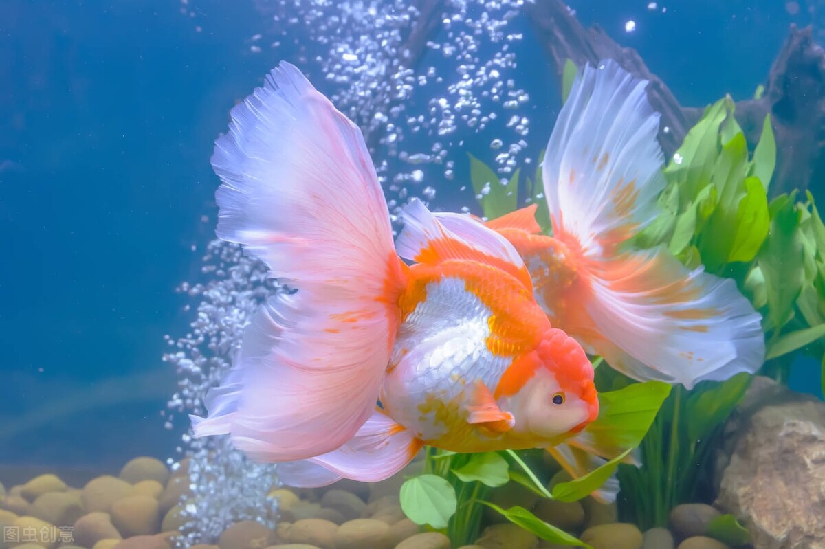 閲戦奔鐨勭绫讳竴鍏辨湁澶氬皯,灏忔矙閲戦奔绉嶇被