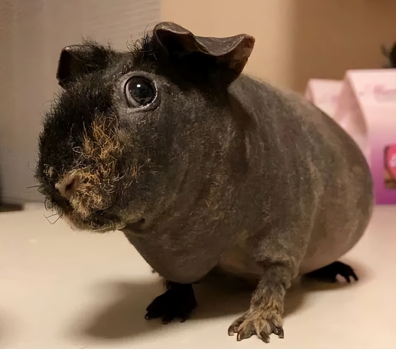 加拿大妈妈发现儿子头发莫名“越留越短”，居然是被家里豚鼠啃得