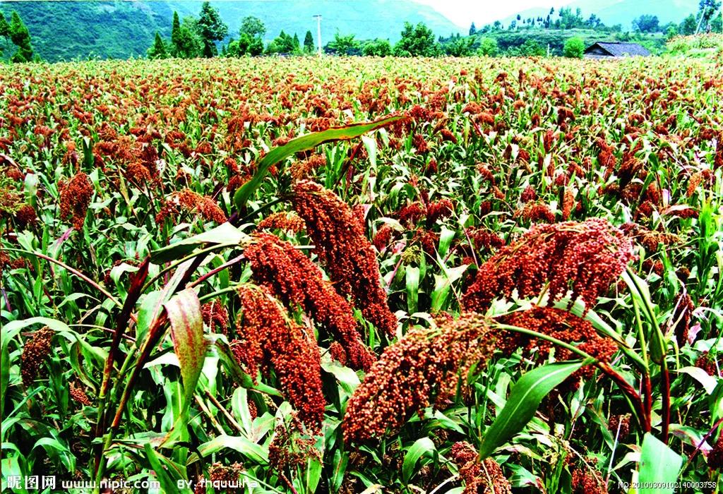 高粱种子图片大全,大片高粱成熟图片