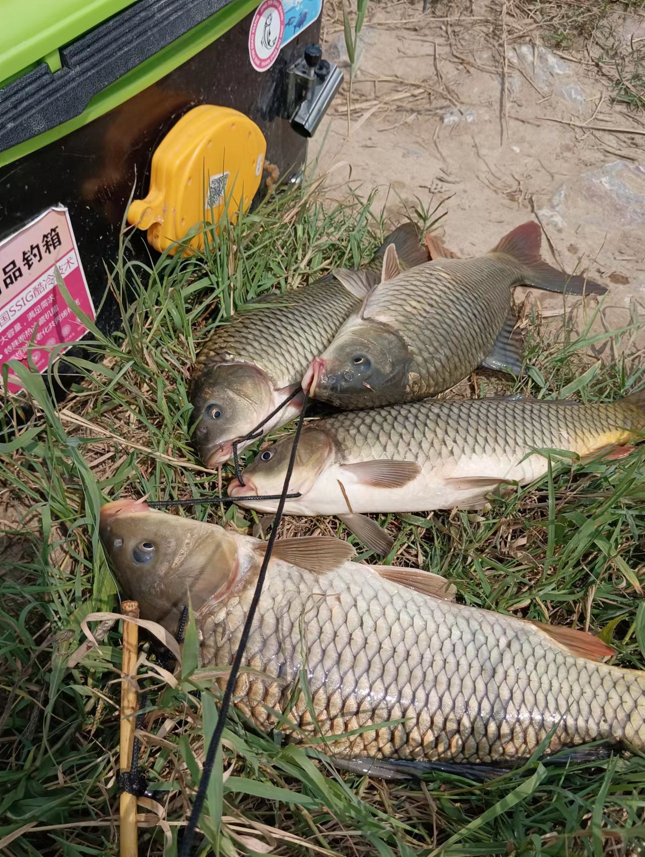 鲤鱼要想钓得好六大技巧不可少,鲤鱼习性及出钓时间