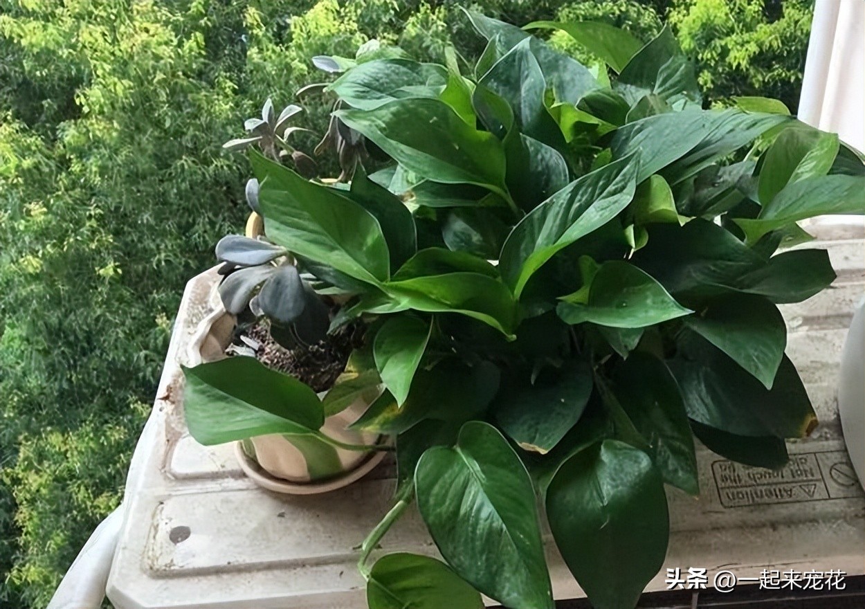老花匠10年养花配方,老花匠浇花的正确方法