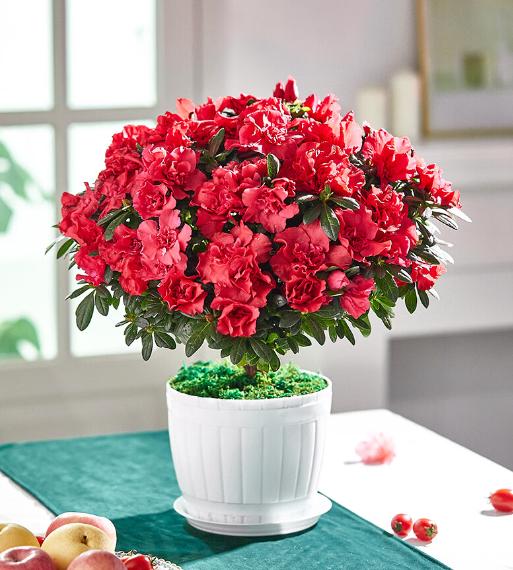 优质室内植物推荐与养护技巧,各种室内盆栽植物的养护诀窍