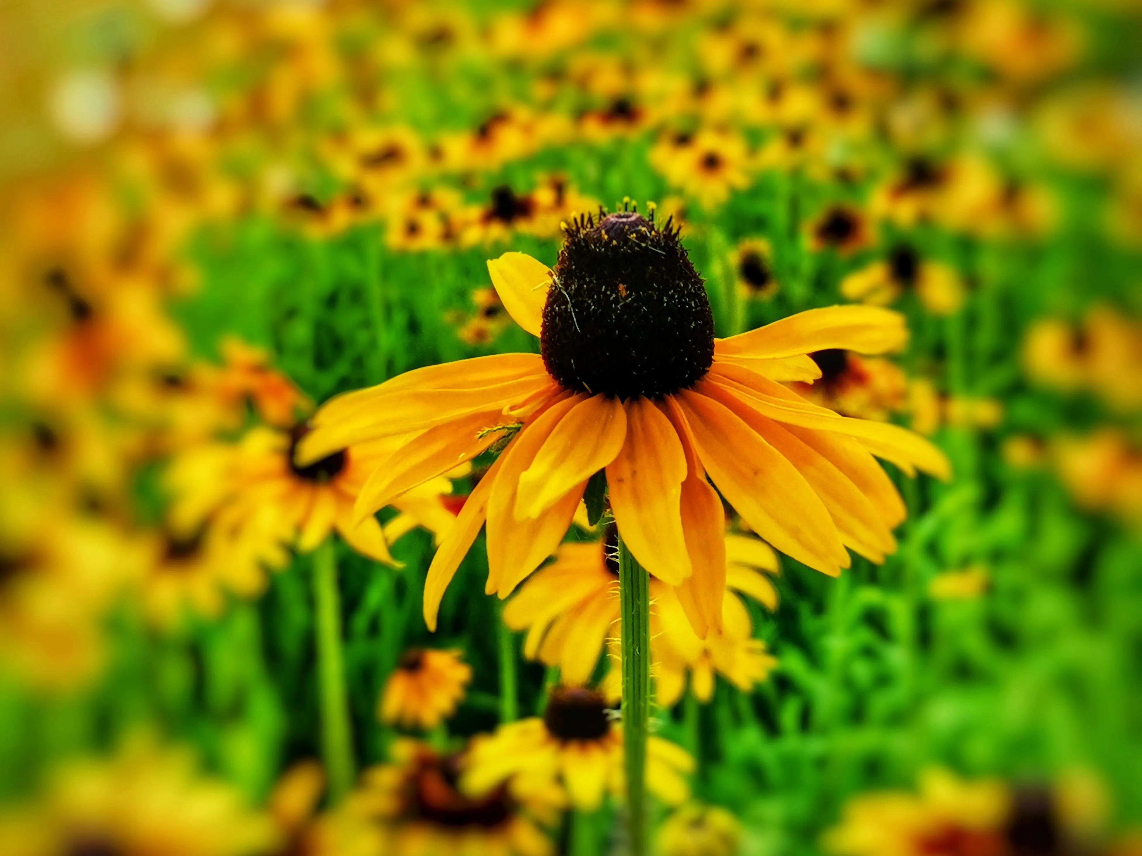 百花酿诗韵芬芳留人间（一）