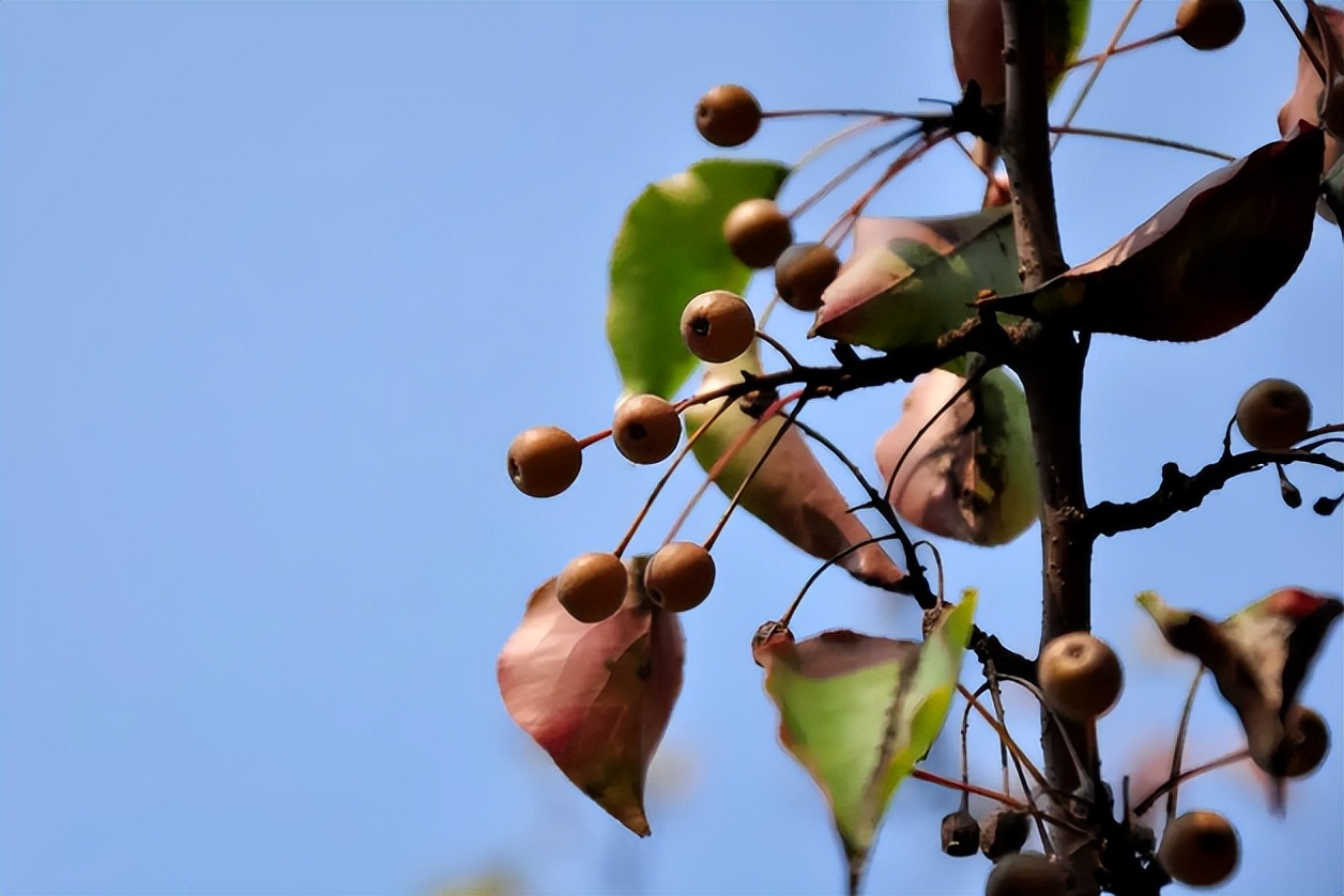 狗屎梨泡酒的正确方法,狗屎梨