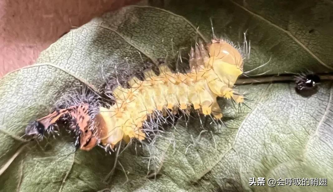 绿尾大蚕蛾怎么样驱除,大蚕蛾饲养记录