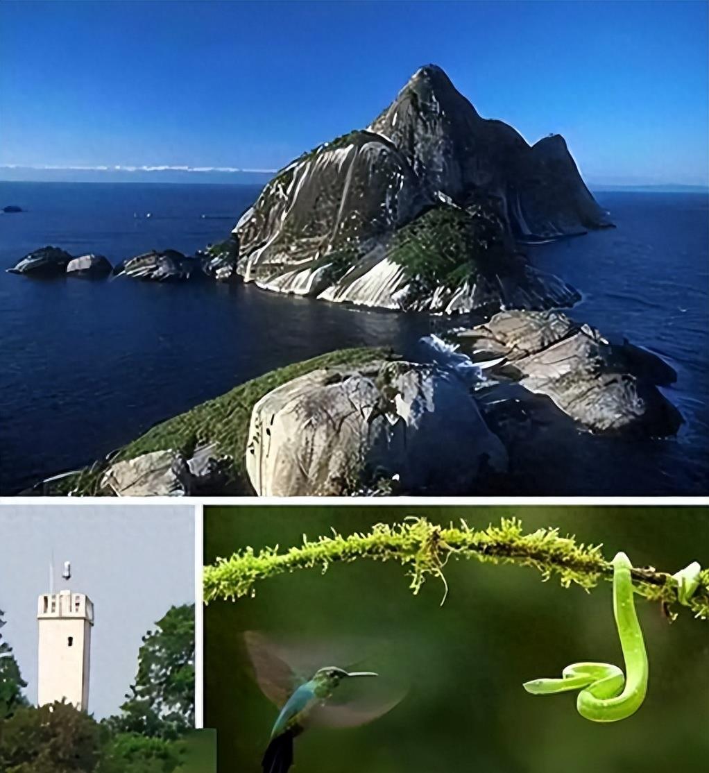 蛇岛生态链惊现老鼠吃蛇,2万条蛇成口粮引关注