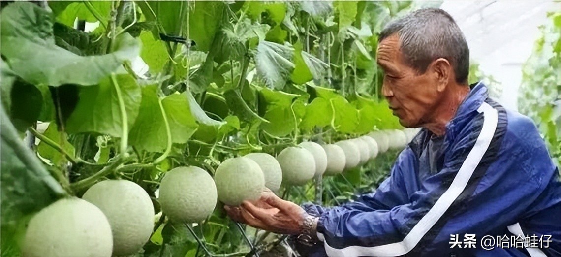 最贵的进口水果店,日本最贵水果店