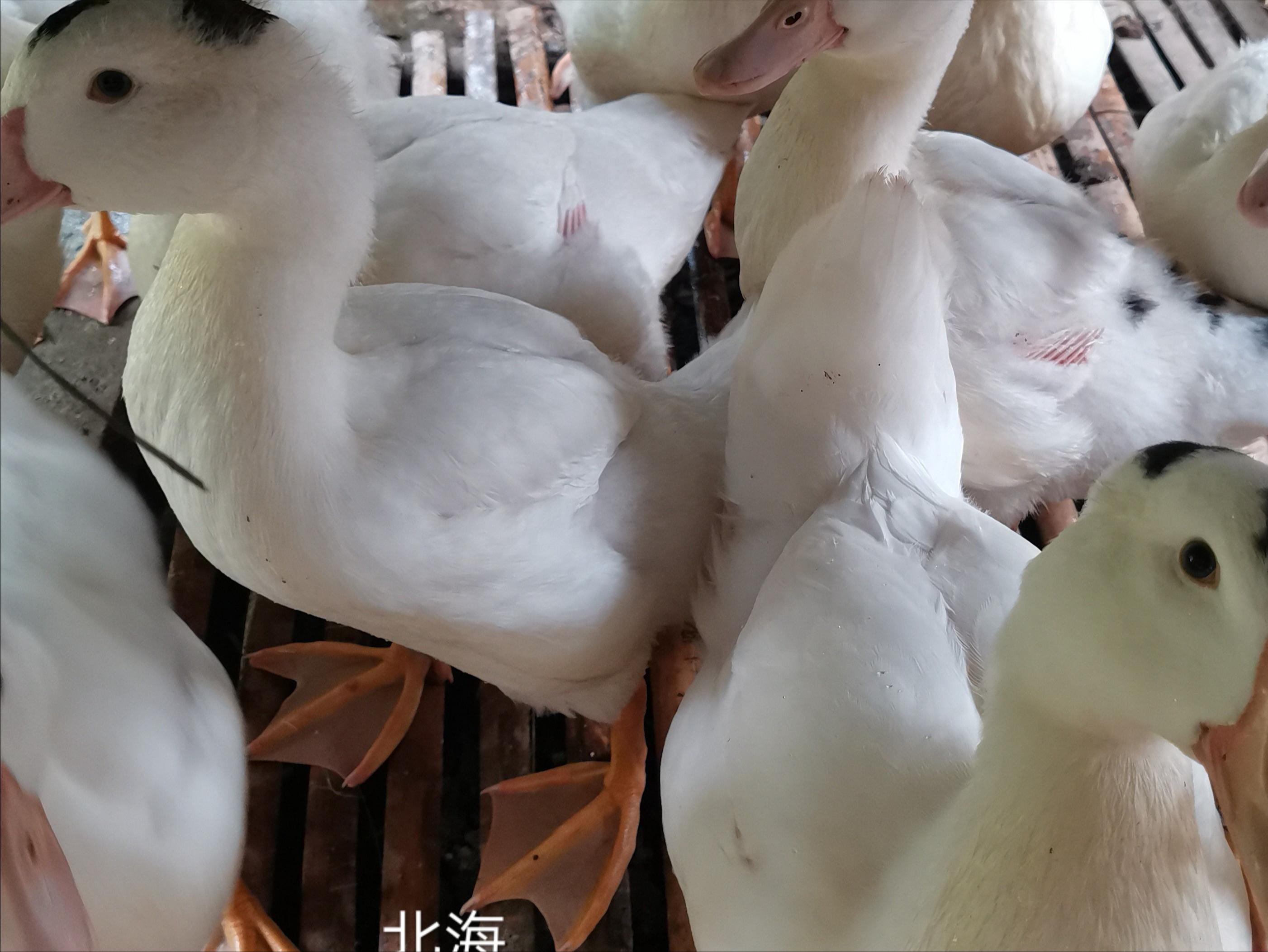 小鸭子的养殖方法和注意事项,刚买的小鸭子怎么养殖呢