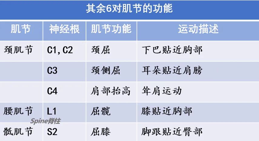 脊柱神经支配疼痛区域,脊柱神经支配的脏腑