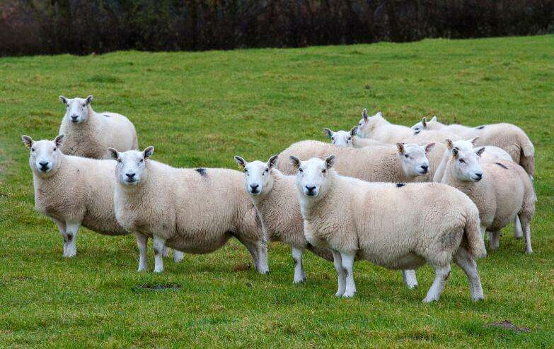 羊尿结石最快的解决办法视频,羊尿结石治疗最佳方法