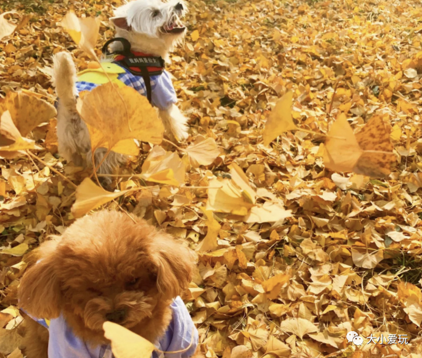 银杏最美的地方,这九个美丽的地方你想去看看吗