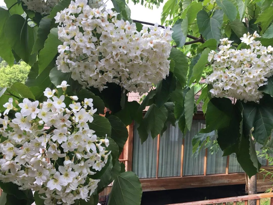 广州鹤之洲湿地公园游玩攻略简介,增城凤凰古城一日游最佳去处