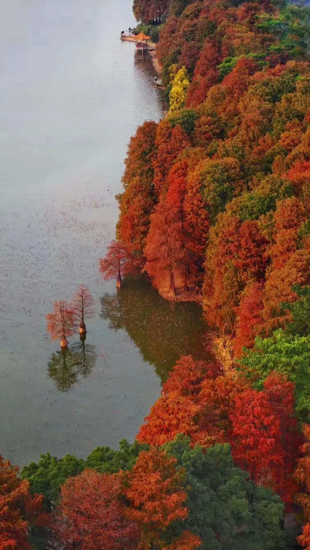 深圳最全红树林公园指南,深圳市最出名红树林湿地公园