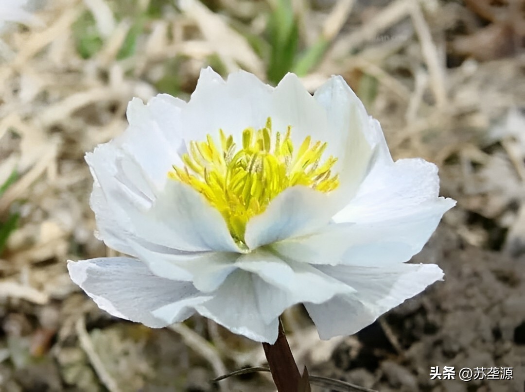 识花认草知树木,天山雪莲花的辨识方法