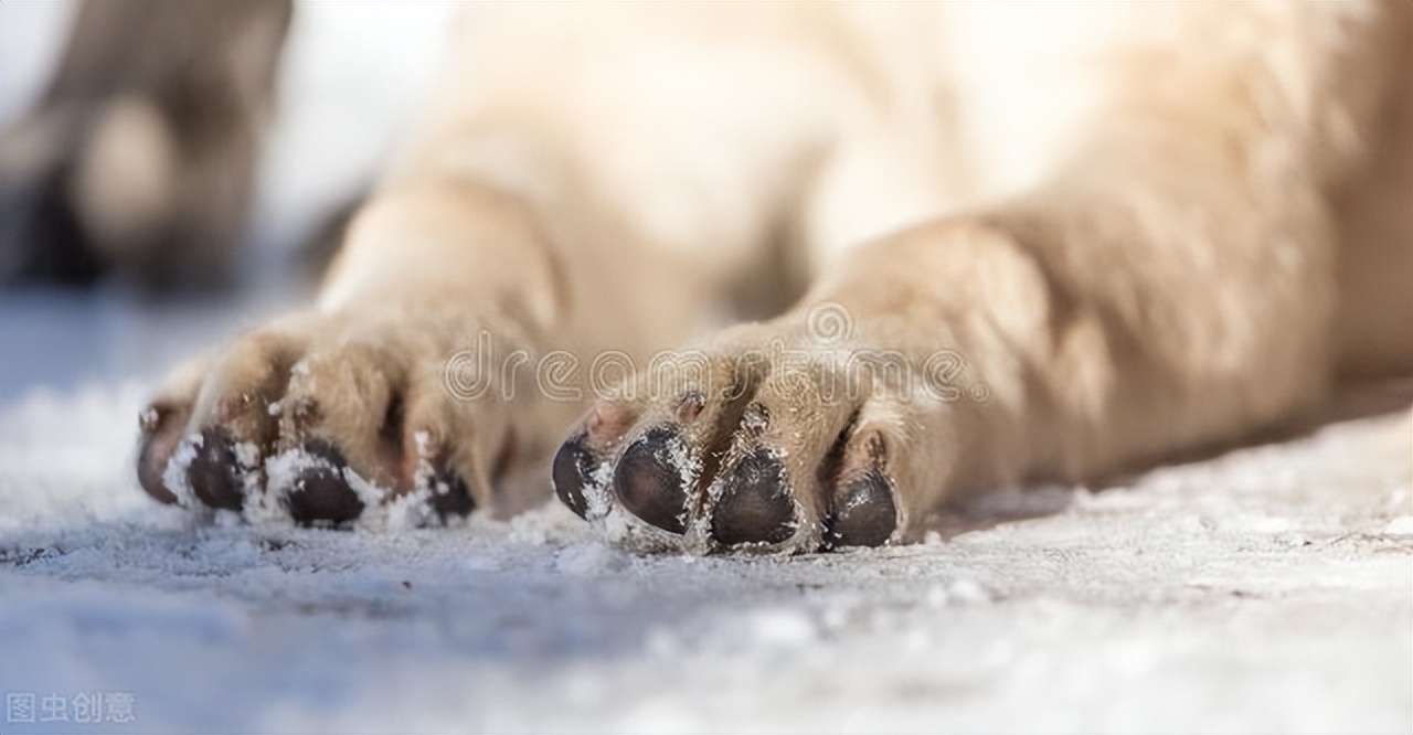 狗狗爪垫干燥,狗狗爪子肉垫干裂怎么办