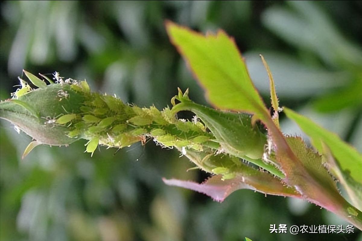 昆虫和害虫种类,昆虫和害虫的分类