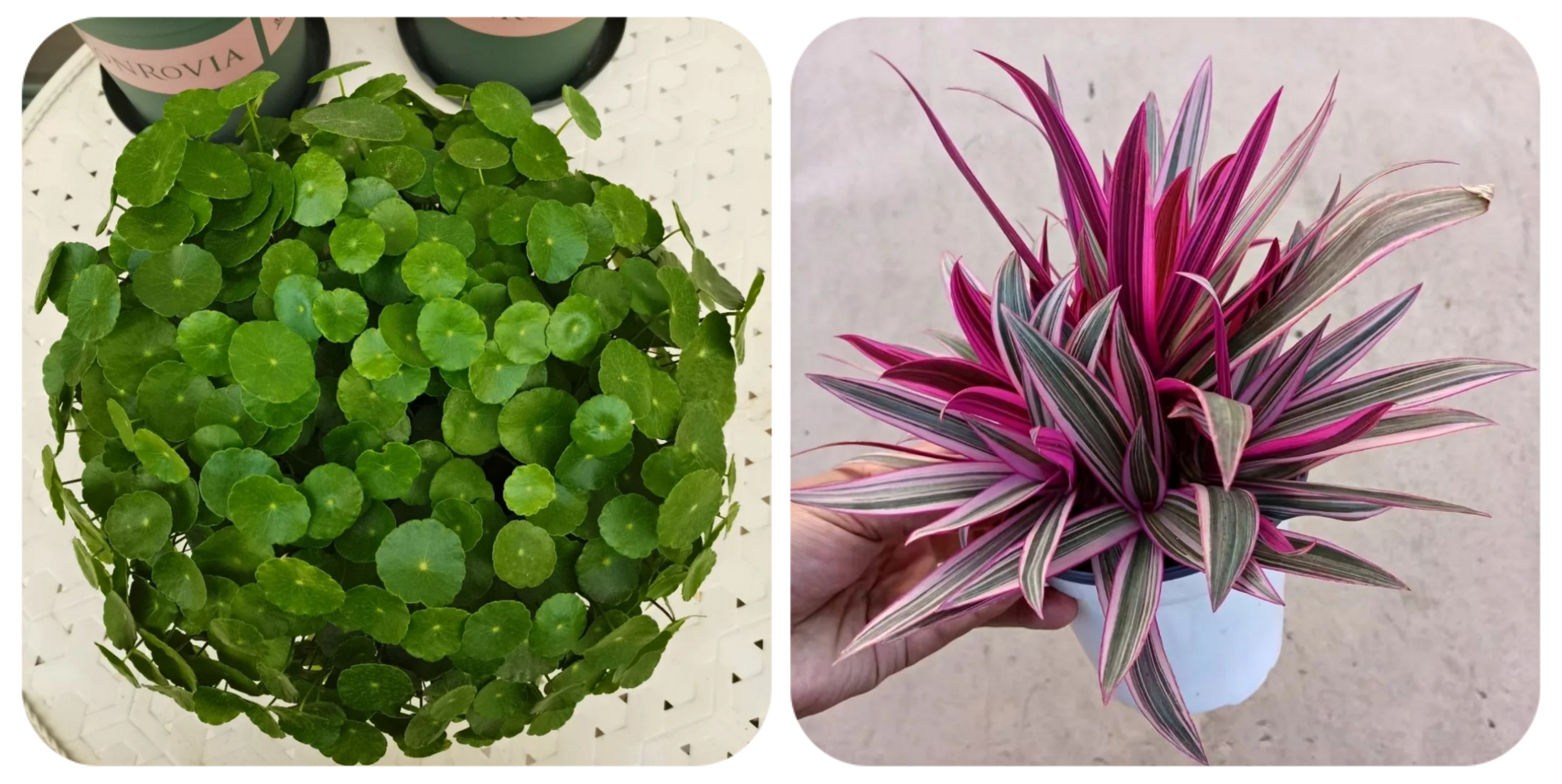 阳台上可以种什么蔬果,阳台上适合种的蔬果