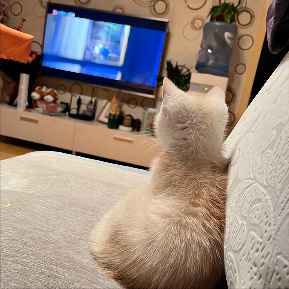 当猫咪过上人一样的生活,当猫和人一样生活