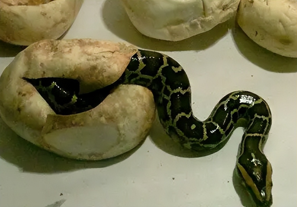 海南报恩巨蟒现况,巨蟒为报恩守护十几年