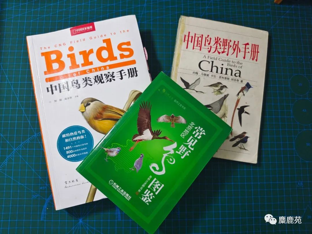 鸟类小课堂,鸟类科普教学