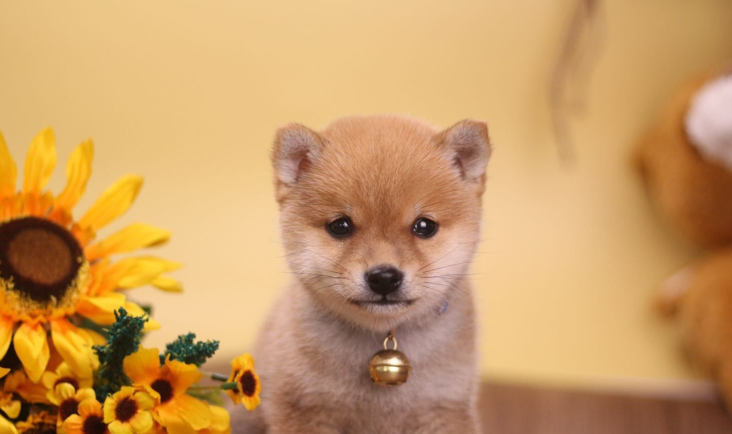 纯种柴犬大概多少钱一只,纯种柴犬价格多少钱一只