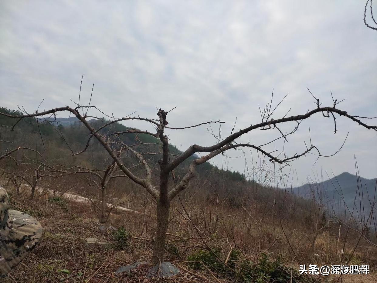 李子树适合什么时候修剪怎么修剪,怎样修剪李子树技术视频教程全集