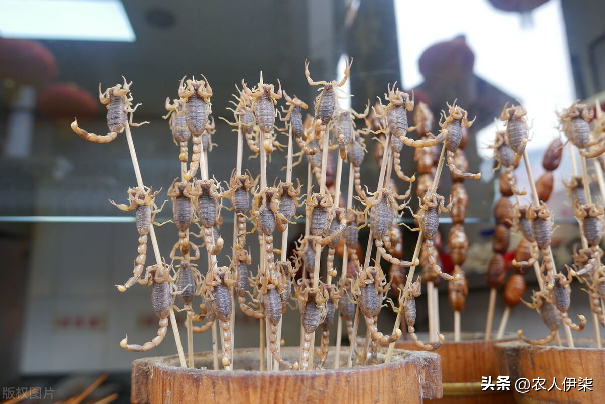 蝎子的市场行情可以养殖吗,养3000只蝎子投资多少钱