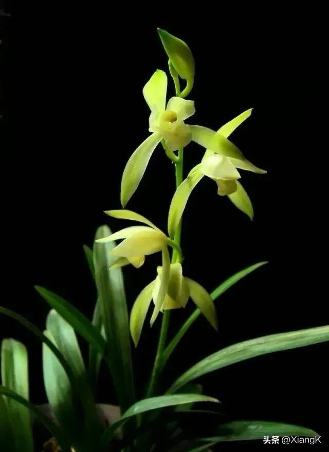 蕙质兰心指的是什么,蕙质兰心对应的成语