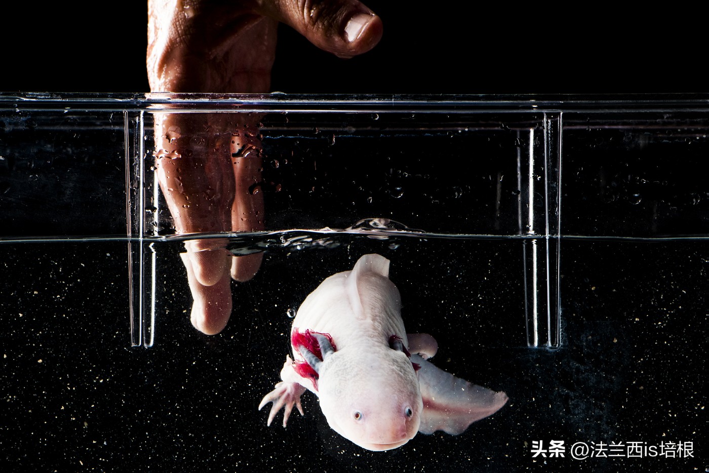 广州海关截获“六角恐龙”,花鸟市场50元6条,难道是濒危物种?