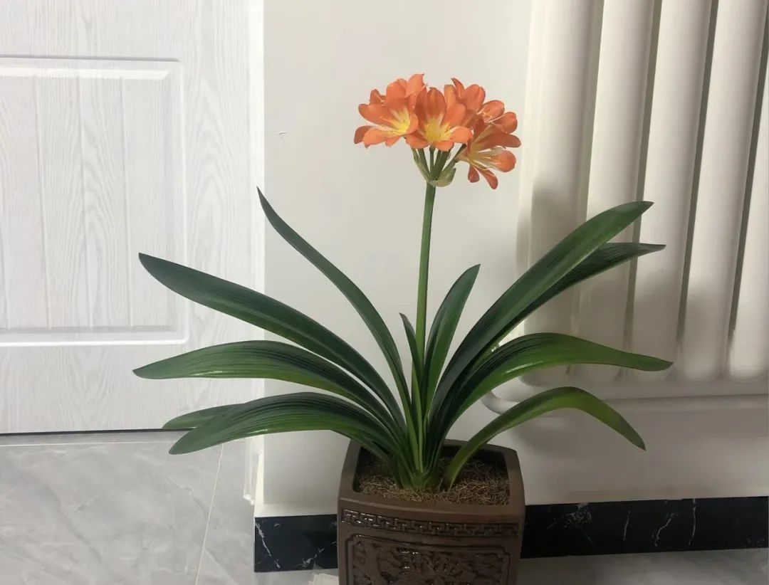 安神助眠好打理的花,能促进睡眠的花有几种