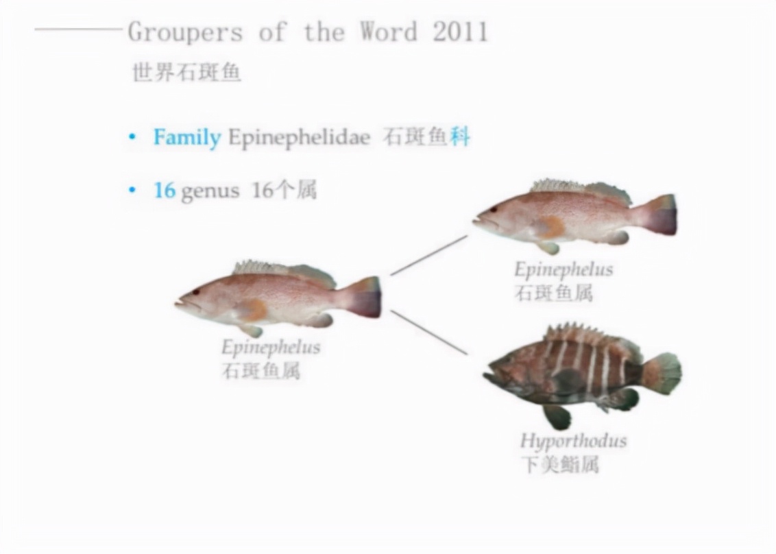 石斑鱼：家族庞大却爱独居的餐桌翘楚还有一个不为人知的小秘密