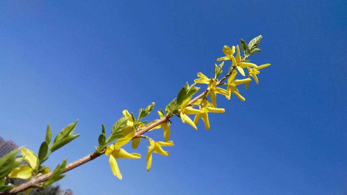 拍摄技巧如何拍摄好看的花卉照片,拍摄花卉技巧大全图片